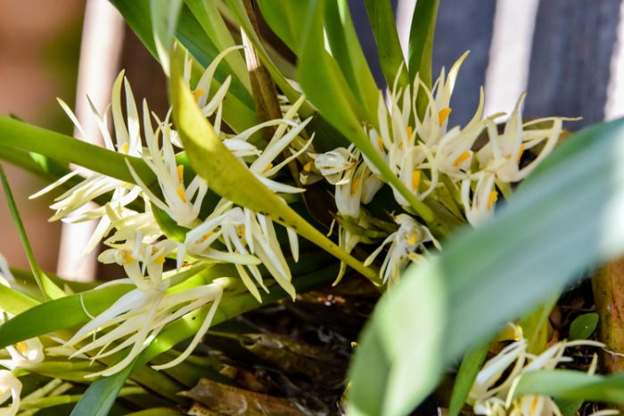 Jardim Botânico da UFJF recebe doação de 150 orquídeas