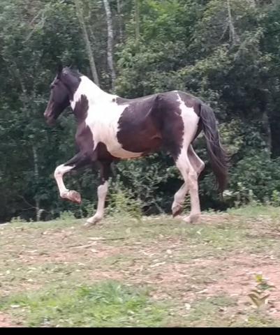 Cavalo campolino