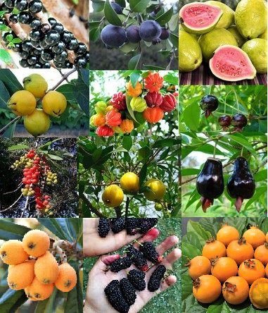 Conheça O melhor adubo orgânico para frutíferas