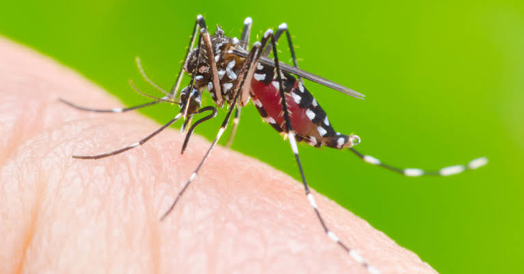 Leopoldina tem 51 casos prováveis de dengue. Situação é considerada baixa pelo governo