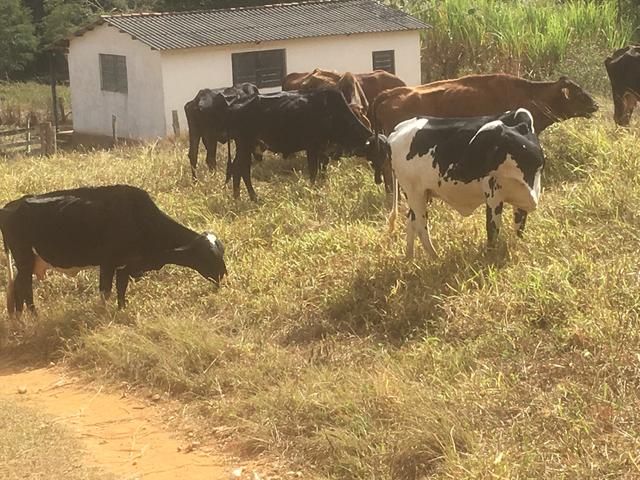 Vacas girolandas