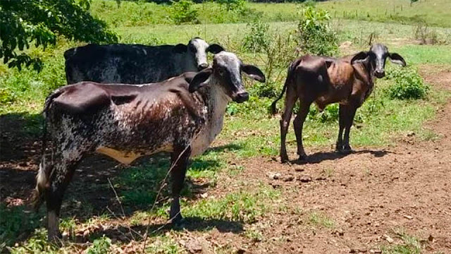 Adolescente suspeito de furtar seis cabeças de gado é apreendido na região rural de Leopoldina