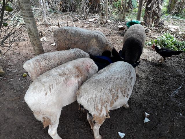 Carneiros e ovelhas