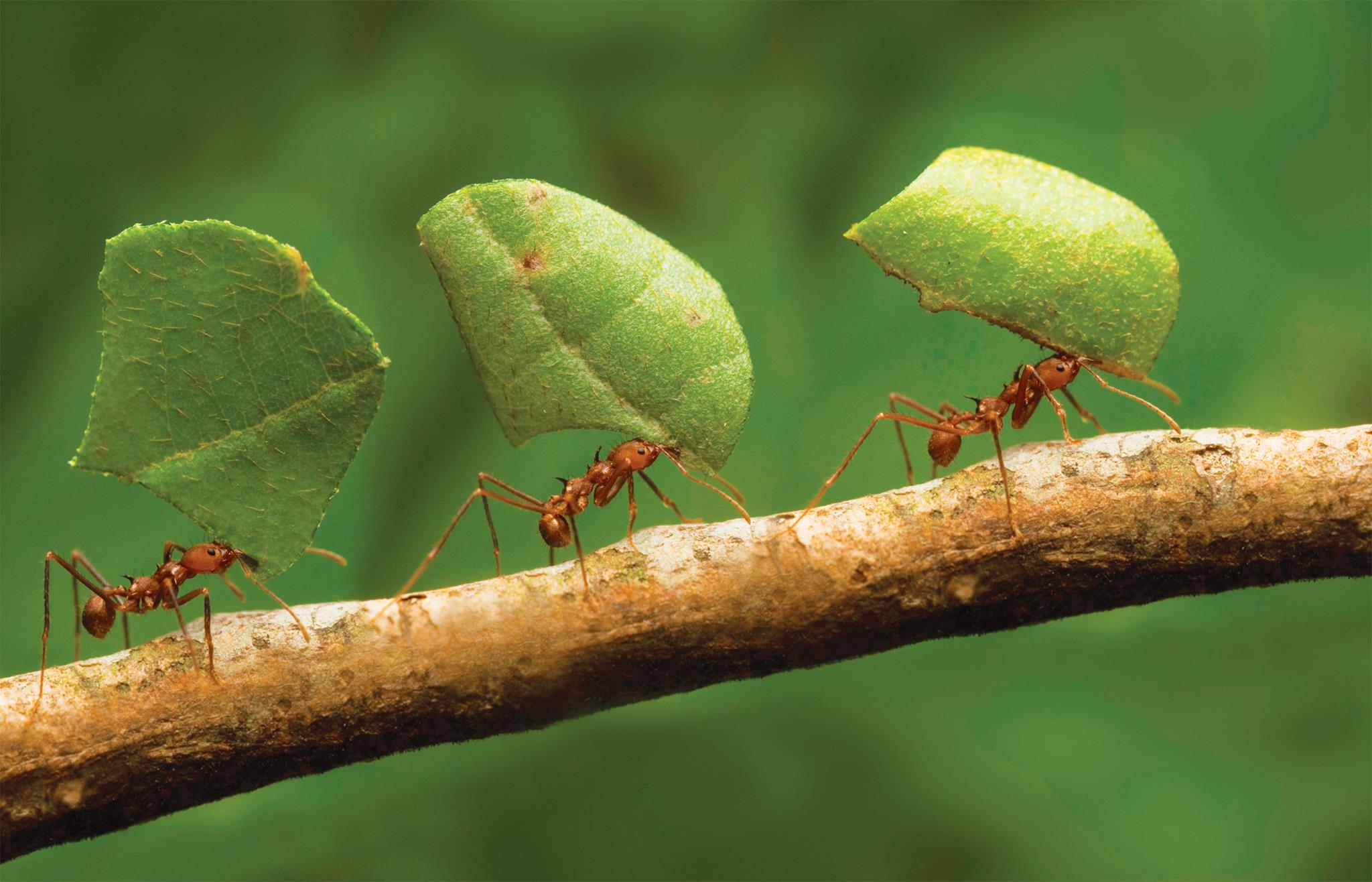 Como controlar Formigas cortadeiras de forma biológica/natural.