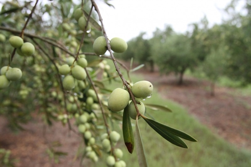 Encontro pretende difundir o plantio de oliveiras nas montanhas do Caparaó