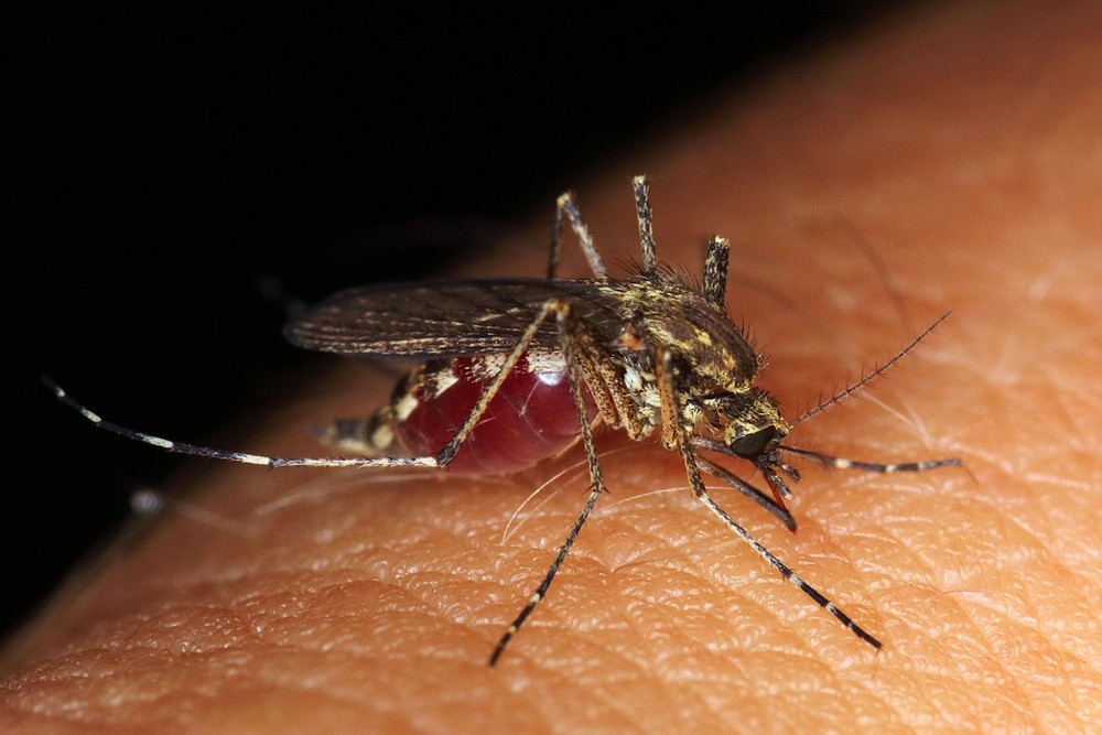 SES-MG registra mais de 500 casos prováveis de dengue em janeiro na Zona da Mata e Vertentes