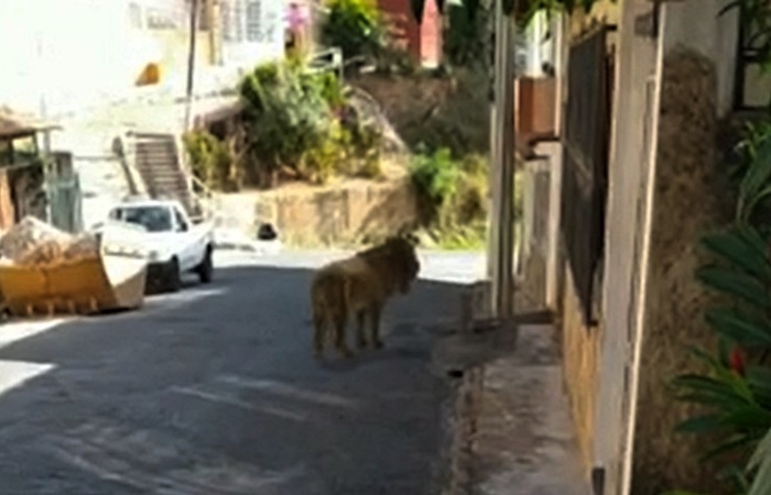 Vídeo falso com leão na rua viraliza em Leopoldina.