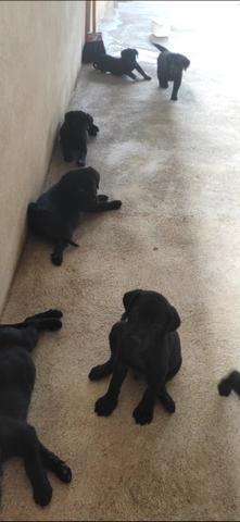 Vendo Filhotes de Labrador