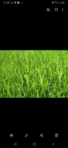 Alugo /Arrendo PROPRIEDADE com 12 Alqueires de pastagem.