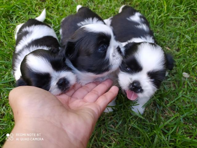 Filhotes Shitzu