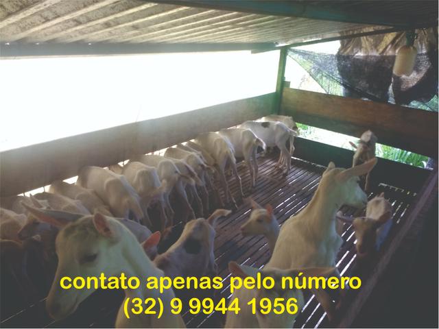 Vendo Cabra leiteira raça Saanen