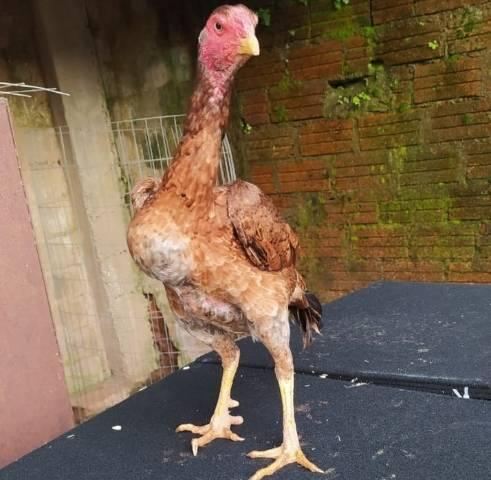 Matriz Crista de Bola