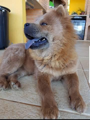 Venda Femea chow chow acostumada com a natureza