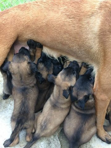 Filhotes de pastor de malinois
