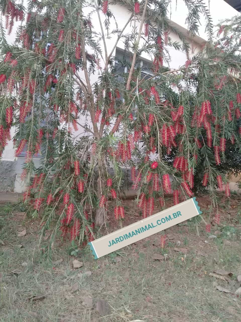 Sementes de Escova-de-garrafa (Callistemon viminalis)
