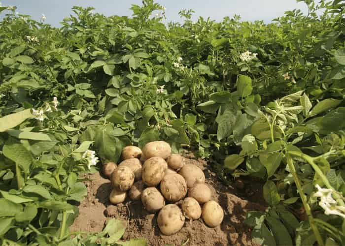 MUDAS DE BATATA INGLESA CLONADA