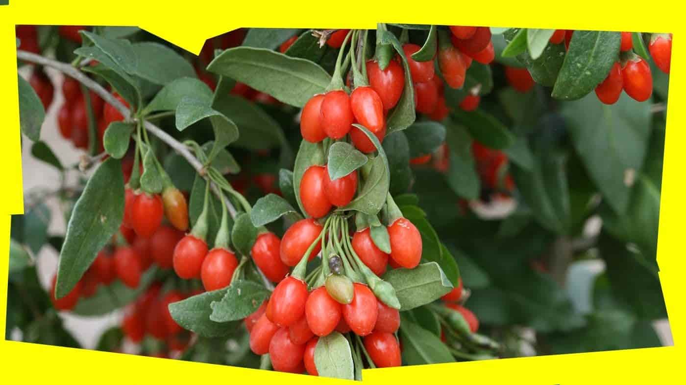 Sementes de Goji Berry