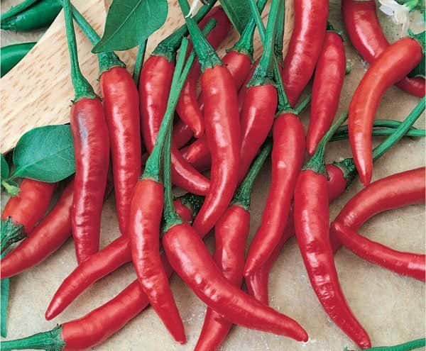 Sementes de Pimenta Dedo-de-Moça