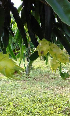 Mudas de Pitaya Golden Israelense