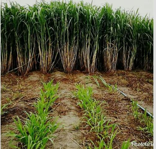 Sementes de Capim Capiaçu