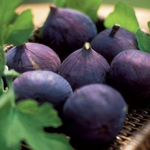 Sementes de Figo Gigante – Patlican Roxo