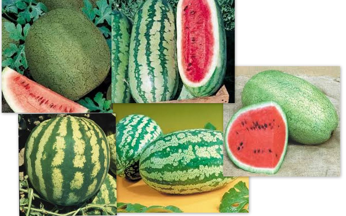 SEMENTES DE MELANCIA
