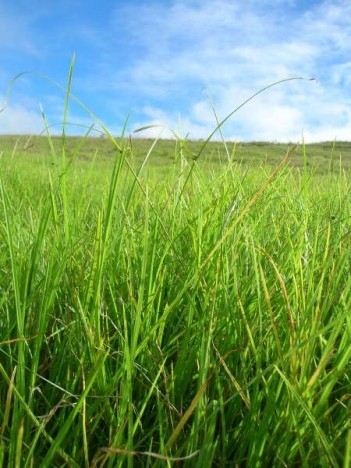 Sementes de Capim Quicuio