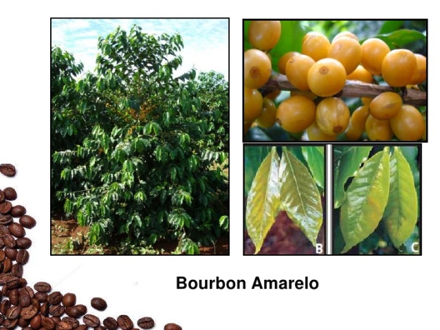 CAFÉ BOURBON – TORRADO E MOÍDO