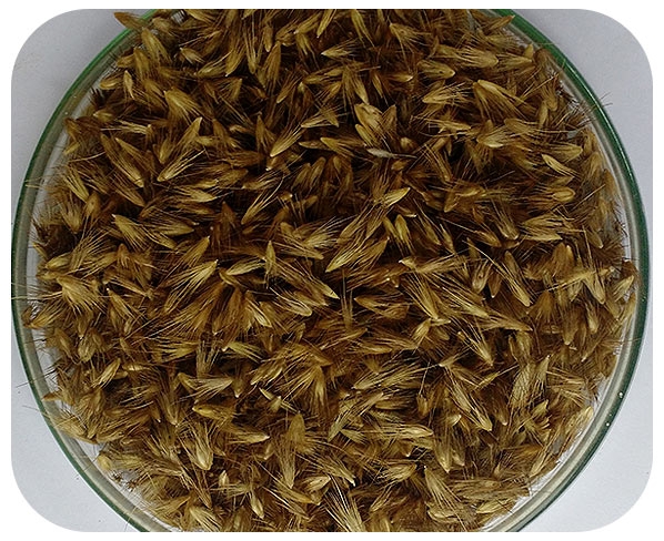 CAPIM KURUMI – SEMENTES TRATADAS