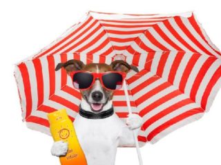 Protetor solar para cães
