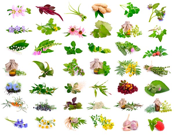 Adubo para Ervas Medicinais