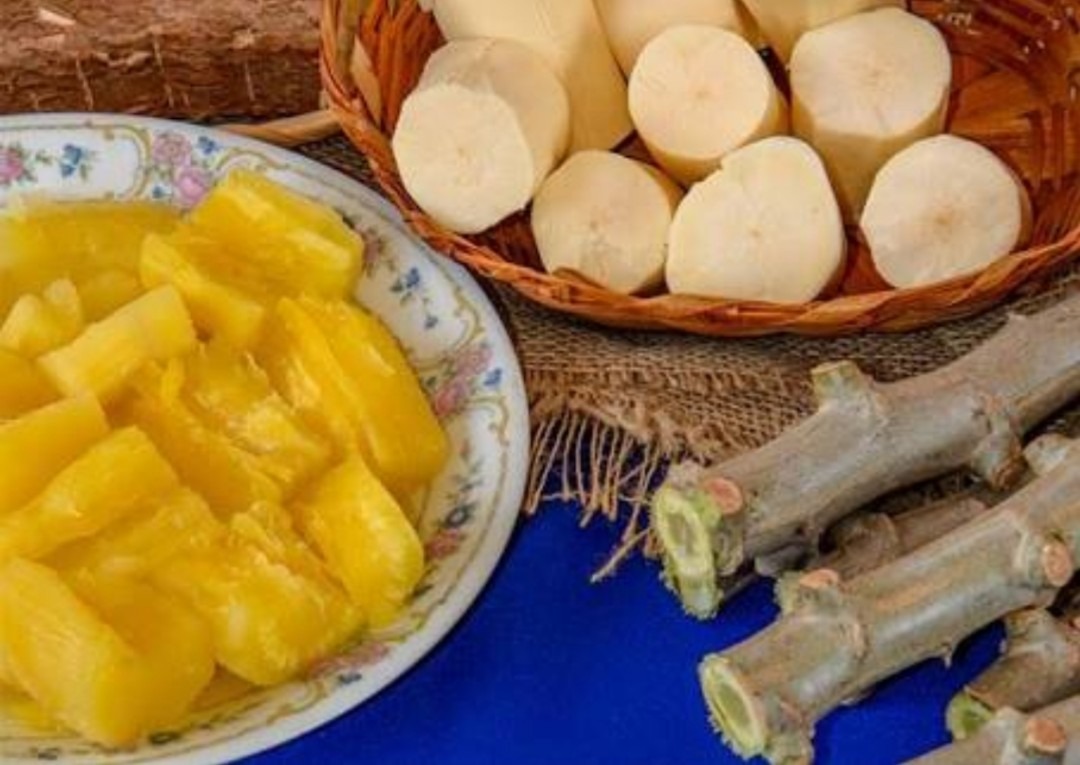 Mudas de mandioca Amarela