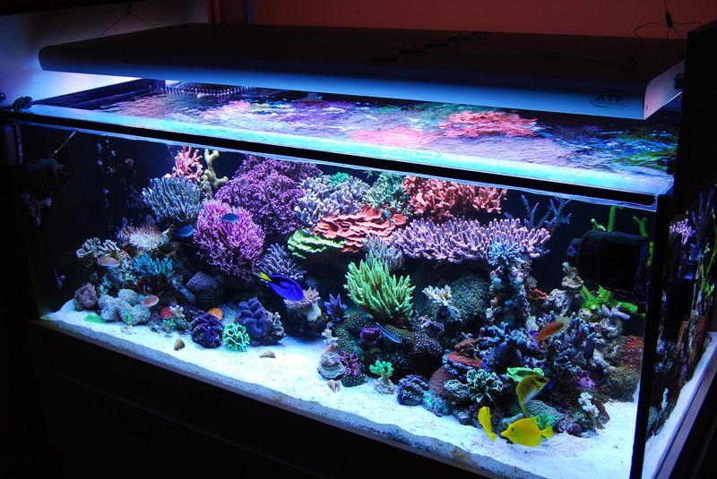 Acelerador Biológico Para Aquários