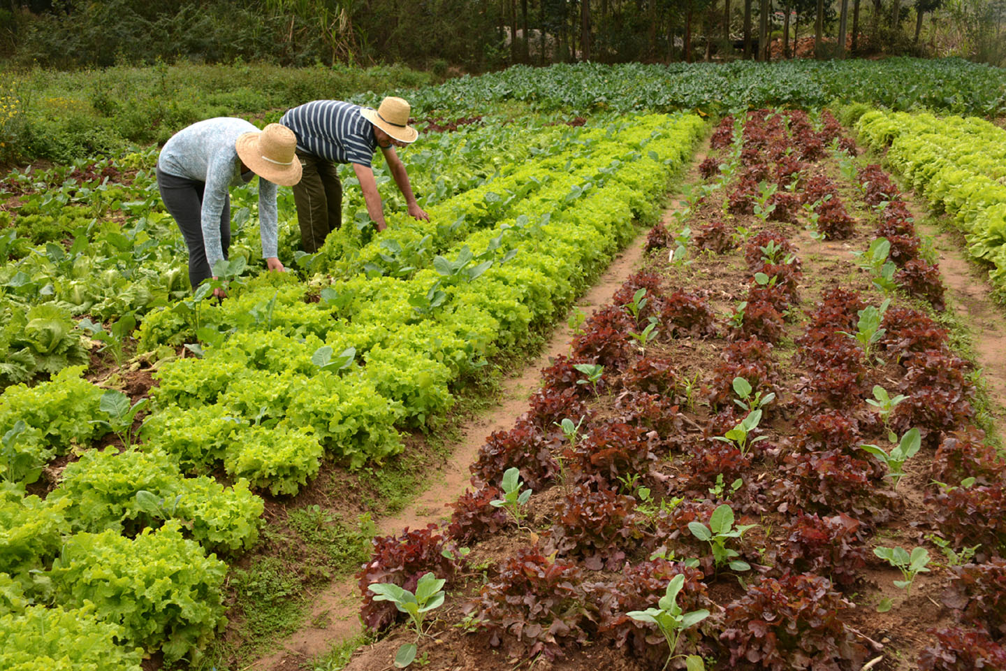 CURSO AGRICULTURA ORGÂNICA