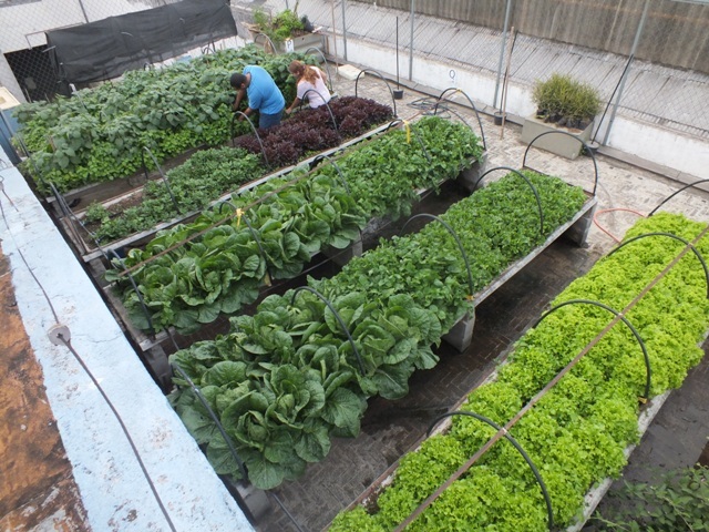 CURSO: HORTA DOMÉSTICA