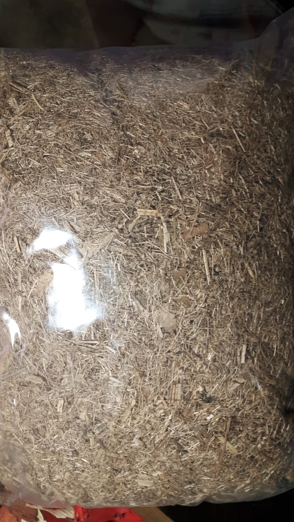 Musgo Sphagnum Esfagno