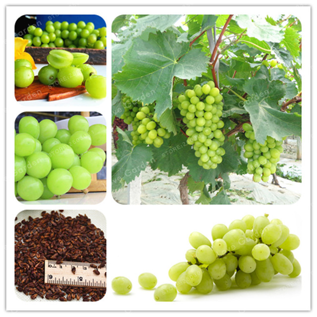 SEMENTES DE UVA VERDE