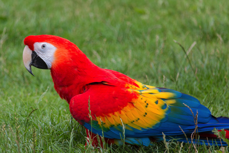 Ração orgânica para Arara