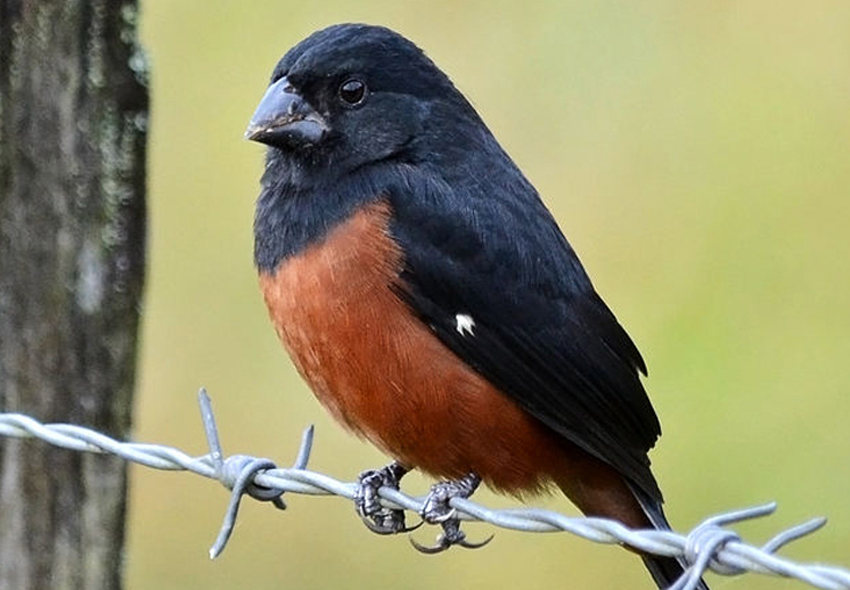 Ração orgânica para Curió