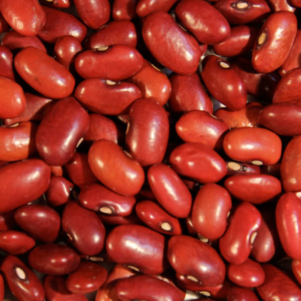 SEMENTES DE FEIJÃO VERMELHO