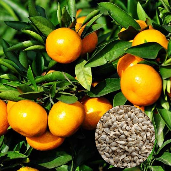 SEMENTES DE TANGERINA