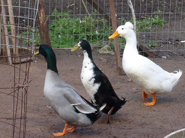 INDUTOR NATURAL DE CRESCIMENTO PARA PATO E MARRECO