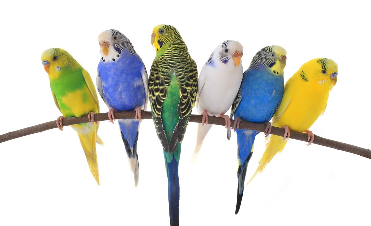 Ração orgânica para Periquito