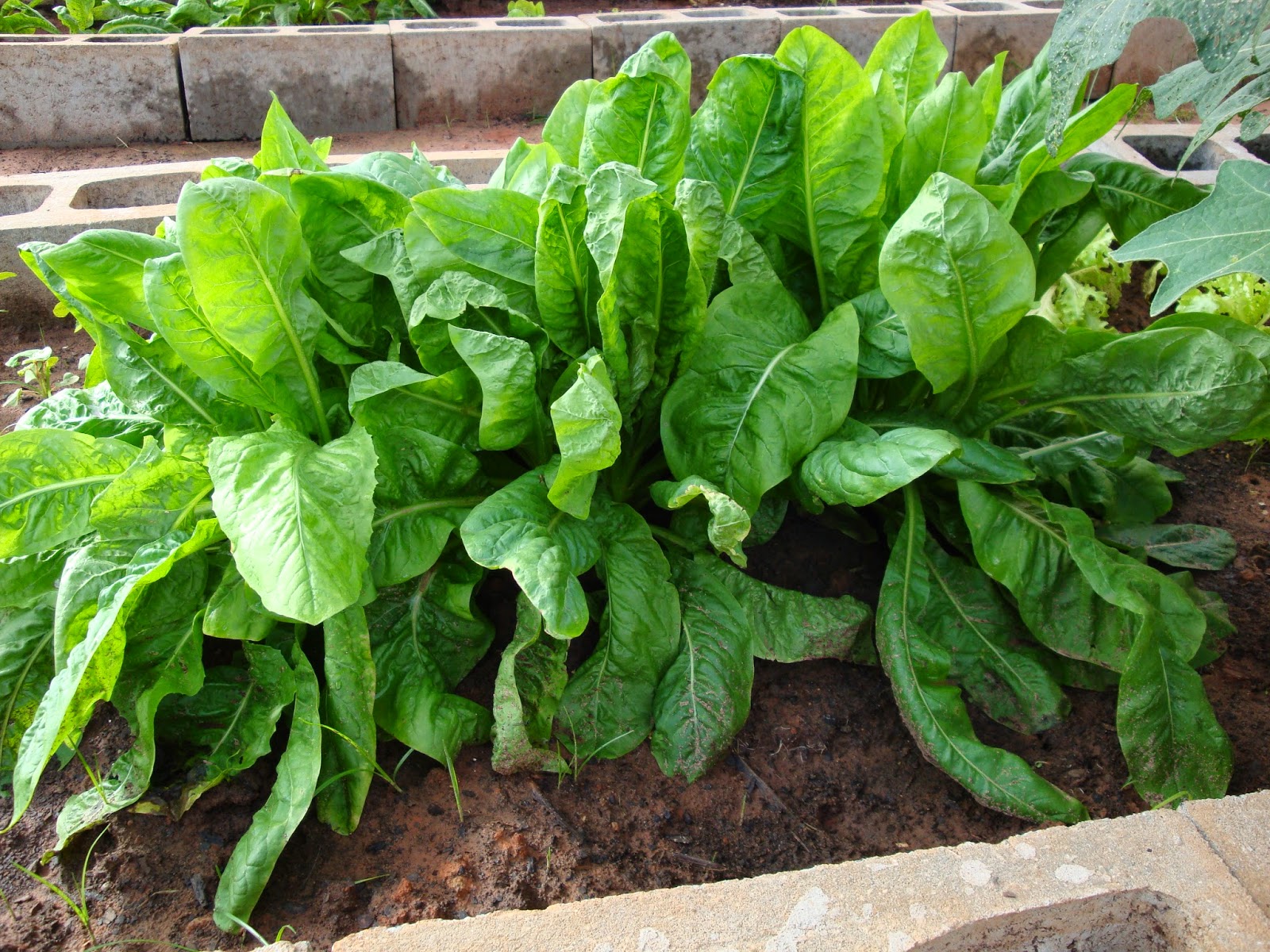 ADUBO PARA ALMEIRÃO