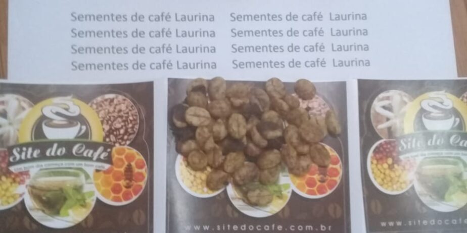 SEMENTES DE CAFÉ LAURINA