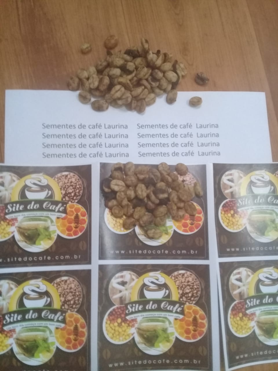 SEMENTES DE CAFÉ LAURINA