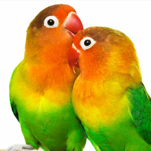 Ração orgânica para Agapornis