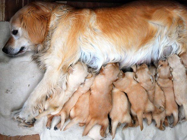 INDUTOR NATURAL DE CIO EM CADELAS