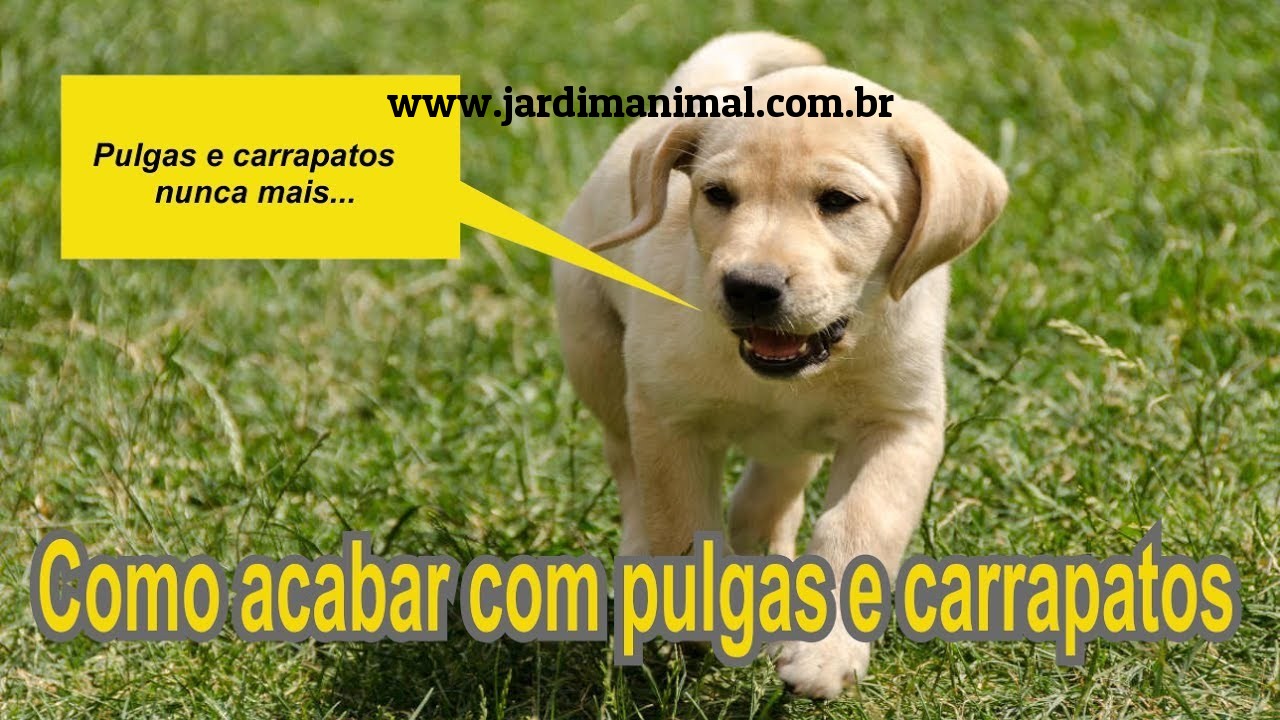 REPELENTE DE CARRAPATO, PULGA, SARNA, BERNE E PIOLHOS EM CÃES