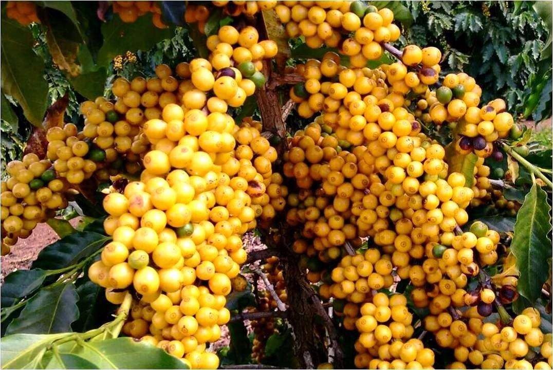 SEMENTES DE CAFÉ PACAMARA AMARELO